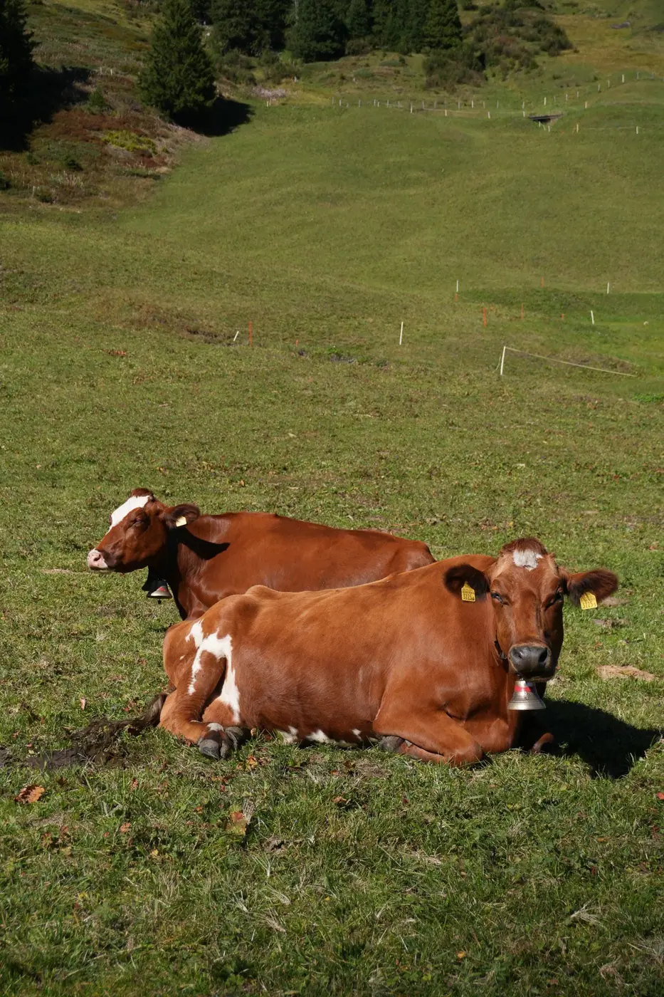 Switzerland photo 10