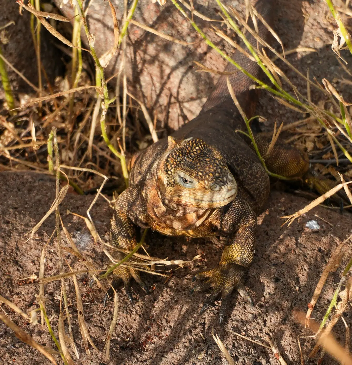 Ecuador photo 10