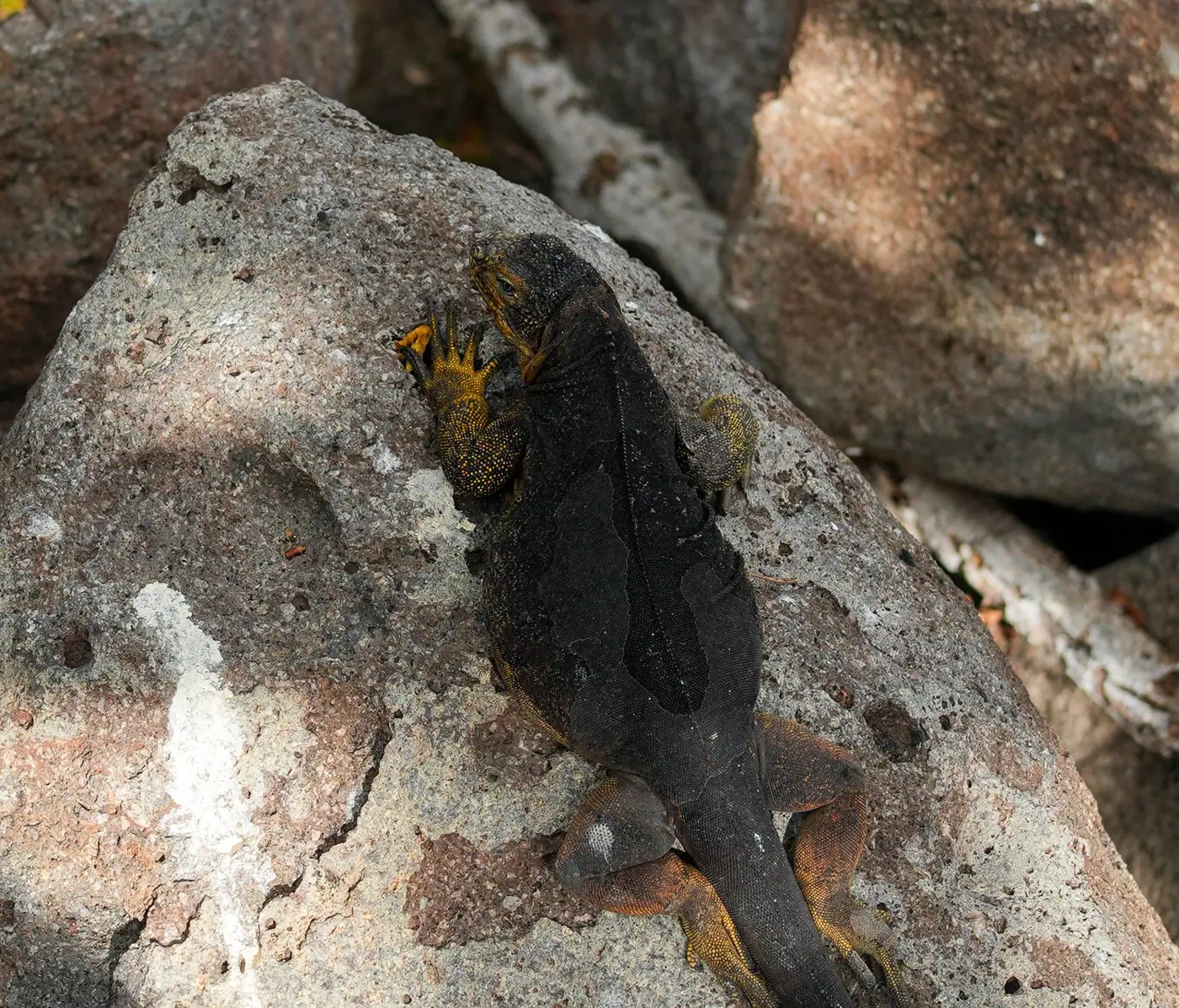 Ecuador photo 31
