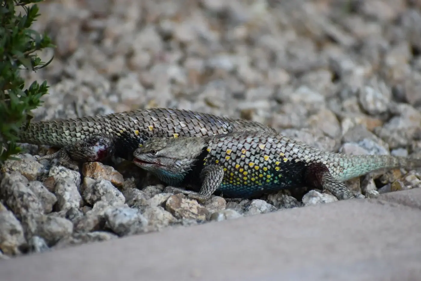 Arizona photo 13