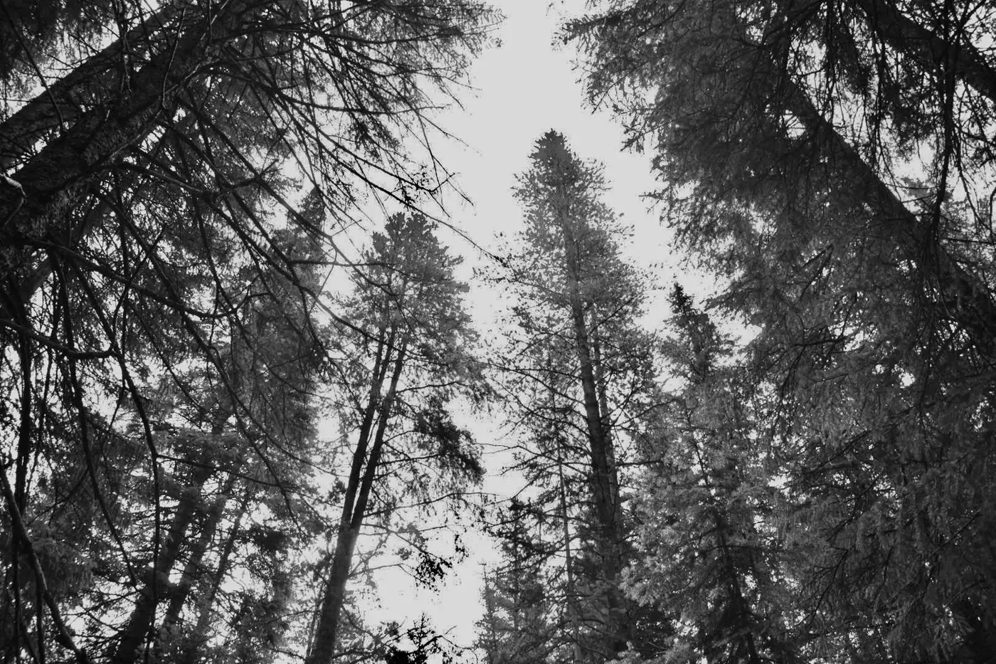 Aspen photo 12