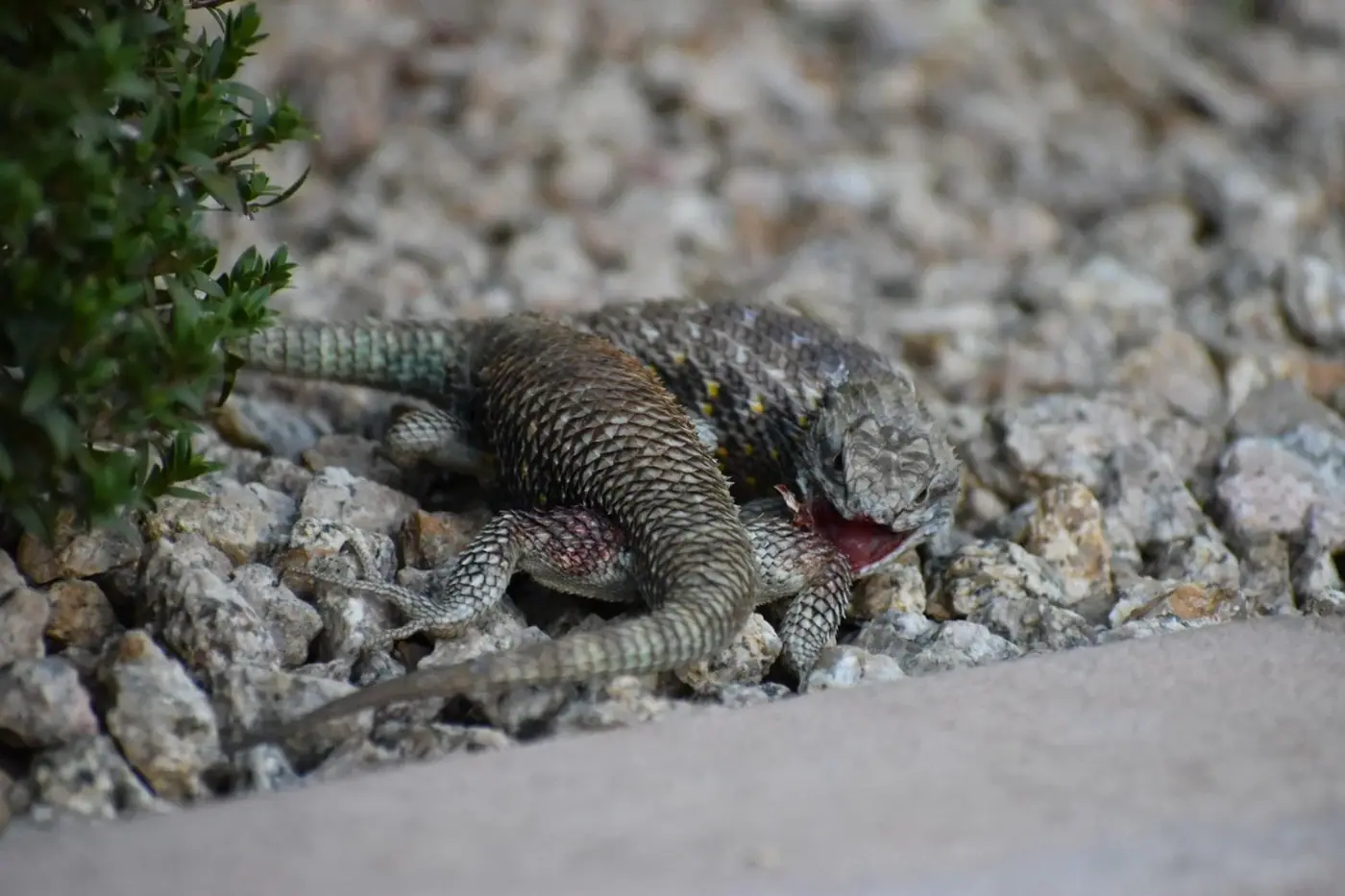 Arizona photo 11