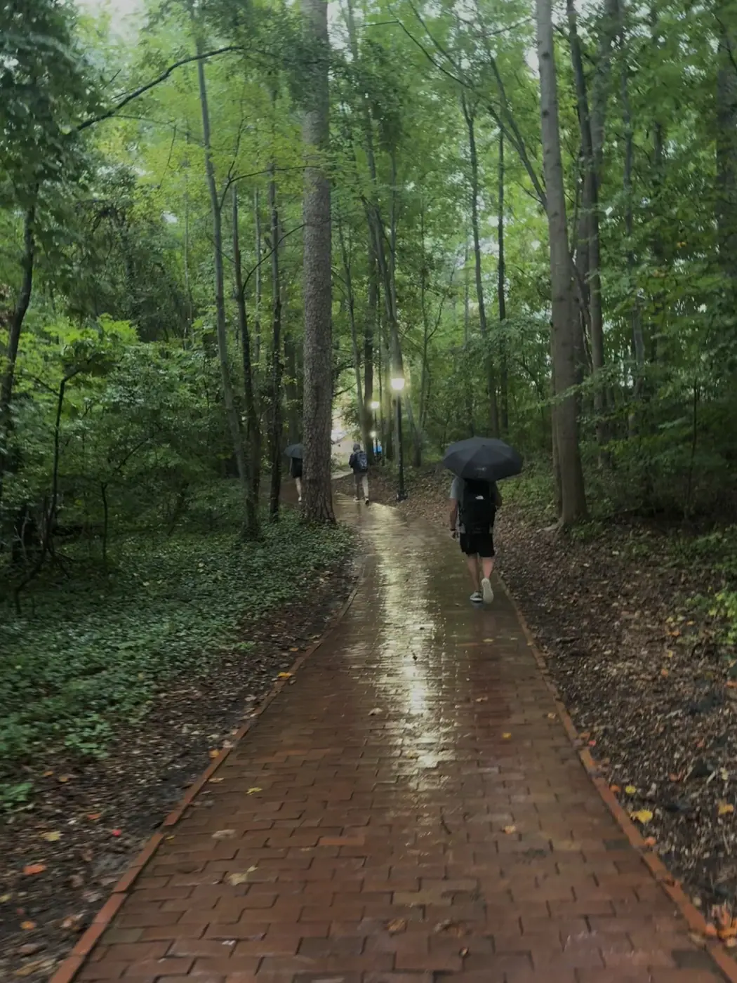 Chapel Hill photo 18