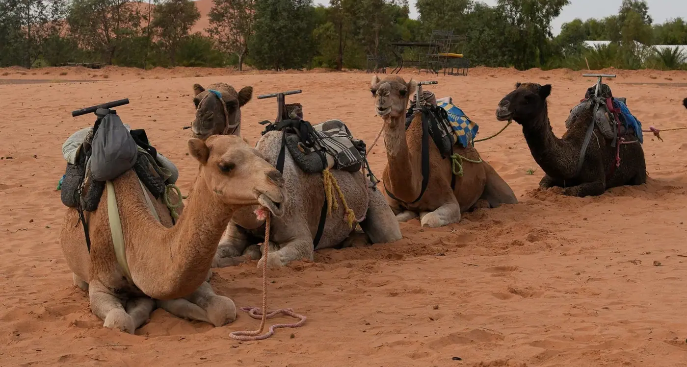 Morocco photo 15